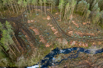 deforestation