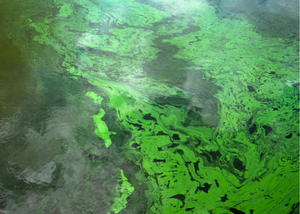 Algal Blooms and Cyanotoxins: What You Need To Know