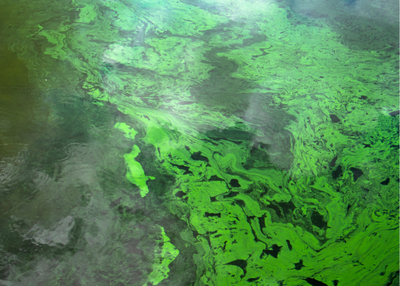 Algal Blooms and Cyanotoxins: What You Need To Know