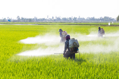 People spraying pesticides on farmland