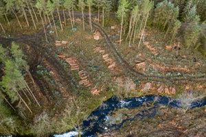 How Does Deforestation Impact Water Quality?
